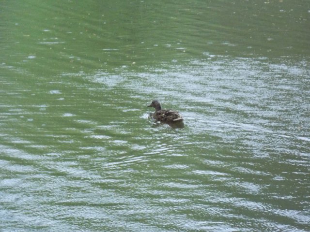 Ente auf dem Teich am Schlosspark