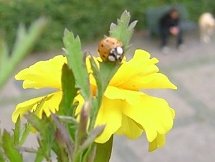 Ich bin auch ein Dalmatiner-Käfer