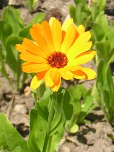 Blume