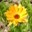 ringelblume