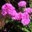buschaster-in-pink