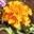 studentenblume-tagetes