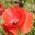mohnblume-papaver-rhoeas