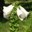 digitalis-purpurea-alba-weisser-fingerhut