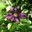 clematis