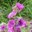 wilde-stockrose