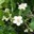 blumen-im-garten-15
