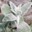 blumen-aus-pluesch