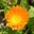 ringelblume