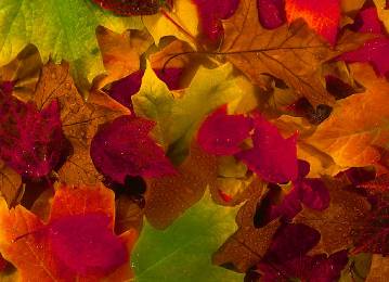 Herbstlaub Herbstlaub