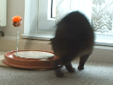 Minka mit neuem Spielzeug