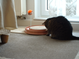 Minka mit neuem Spielzeug