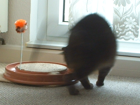 Minka mit neuem Spielzeug