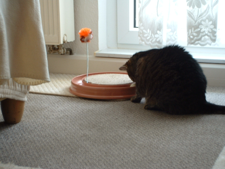 Minka mit neuem Spielzeug