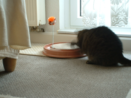 Minka mit neuem Spielzeug