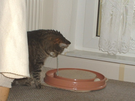 Minka mit dem neuen Spielzeug von Cindy