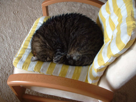Minka oder eine Igel?