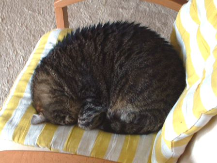 Minka oder eine Igel?