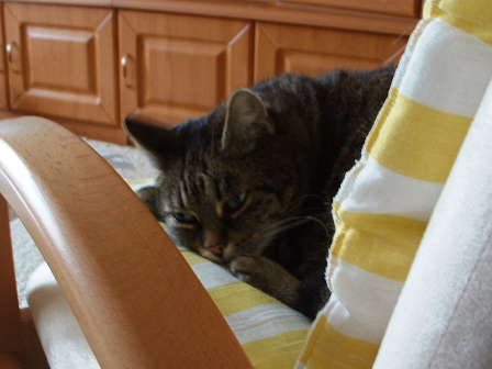 Minka oder eine Igel?