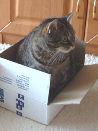 Router-Katze