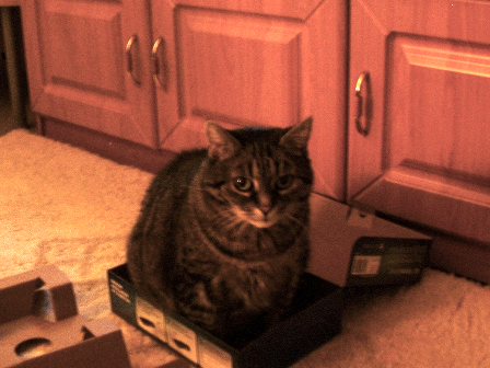 Minka im Karton