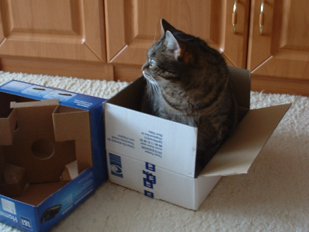 Router-Katze - ist da noch ein Karton?