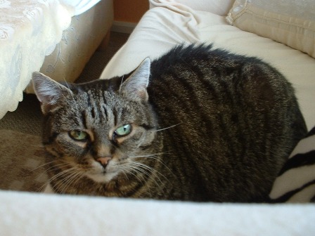 Minka auf dem Sofa (21.06.2011)