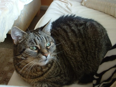 Minka auf dem Sofa (21.06.2011)