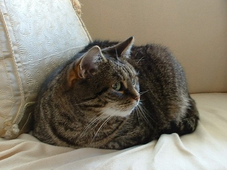 Minka auf dem Sofa (21.06.2011)