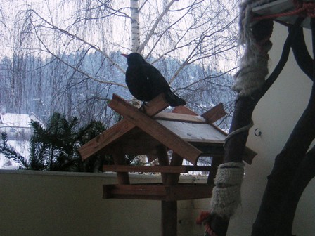 Eine Amsel zu Besuch auf Balkonien